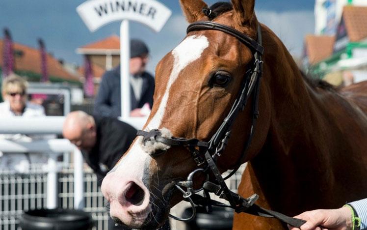 Horse being led by trainer